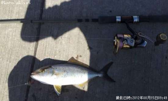 �����å�