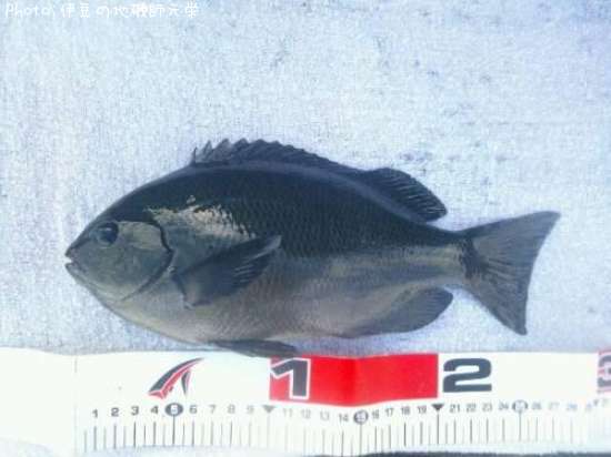 �����᥸��