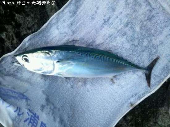 �ޥ륽����