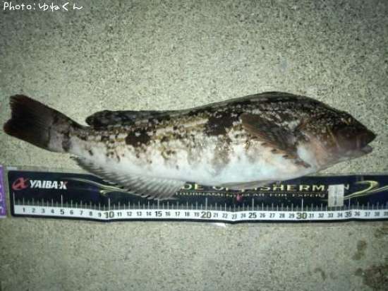 �����ʥ�