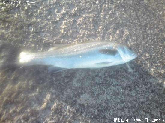 �����Х�