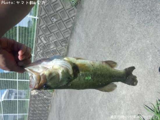 �֥�å��Х�