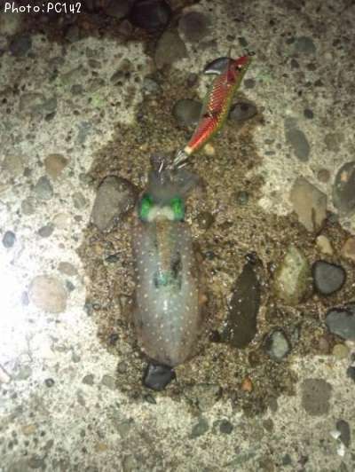 �����ꥤ��