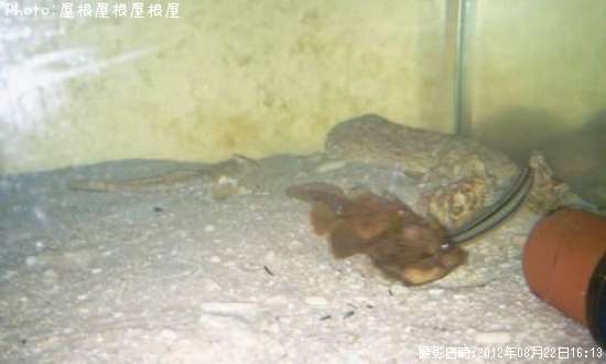 ����ϥ���