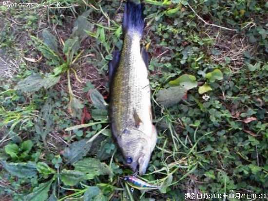 �֥�å��Х�