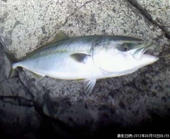 ���ʥ���