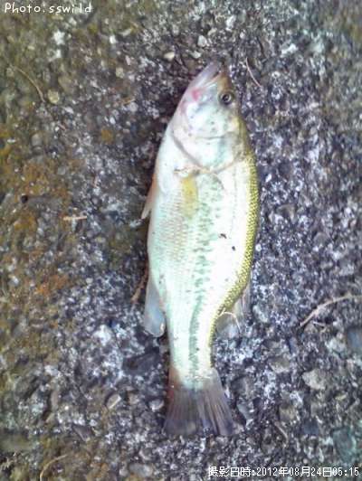 �֥�å��Х�