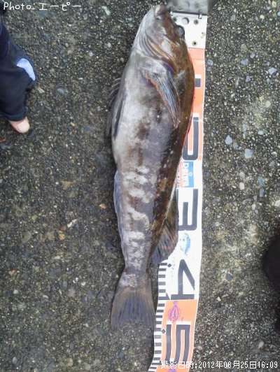 �����ʥ�