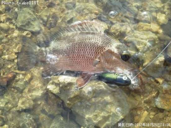 ���ޥե��ե�����