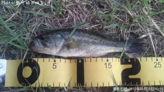 �֥�å��Х�