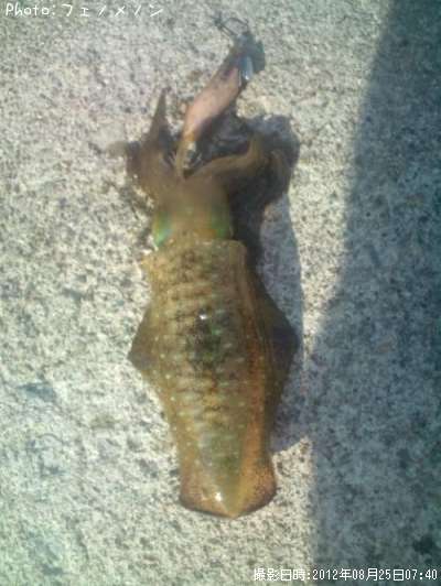 �����ꥤ��