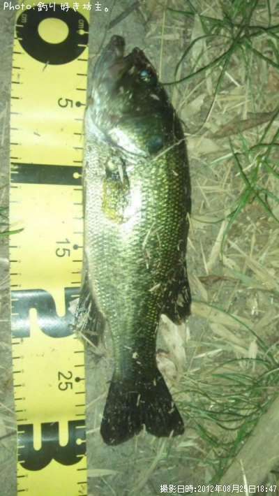 �֥�å��Х�