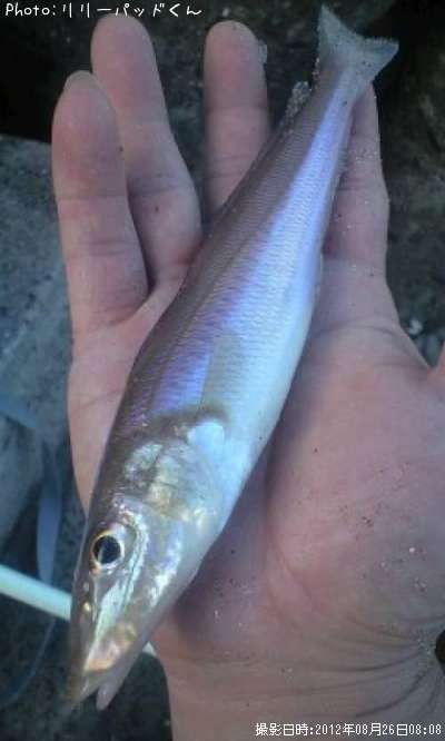 �ѡ���ԥ󥯤ε��ؿ�