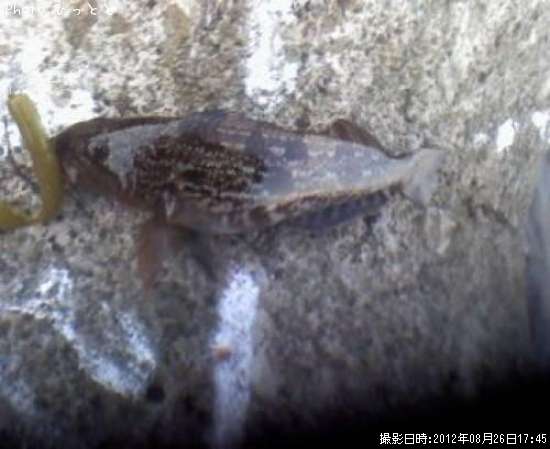 �����ʥ�