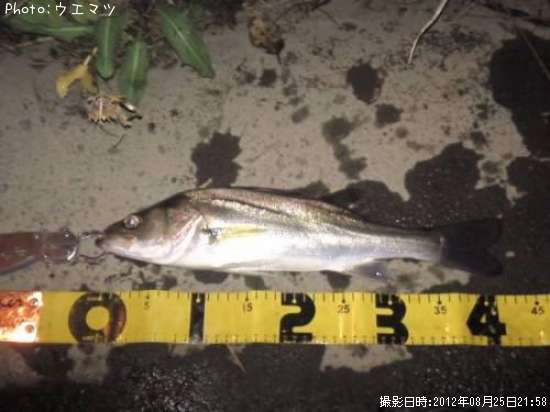 �����Х�