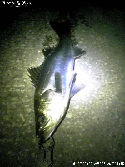 �����Х�