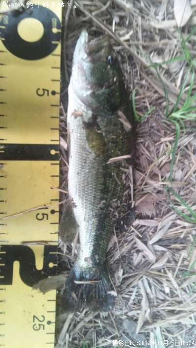 �֥�å��Х�