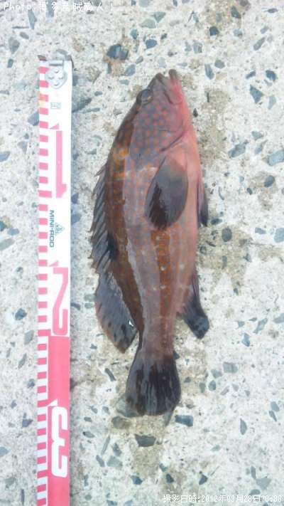 �����ϥ�