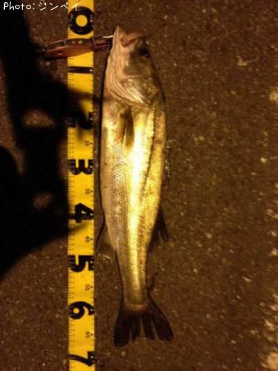 �����Х�