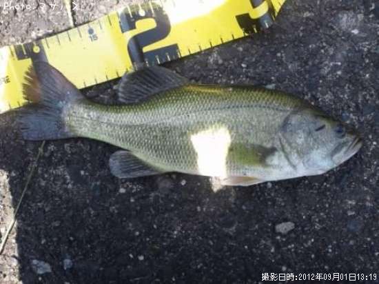 �֥�å��Х�