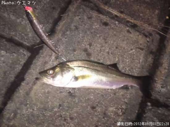 �����Х�