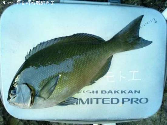 ��Ĺ�᥸��