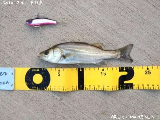 �����Х�