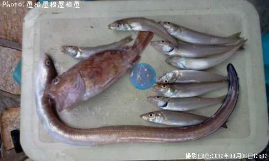 ���Ĥ�Υ���ã�Ȥ������ã�Υ��ʥ��䥫�����ʾС�