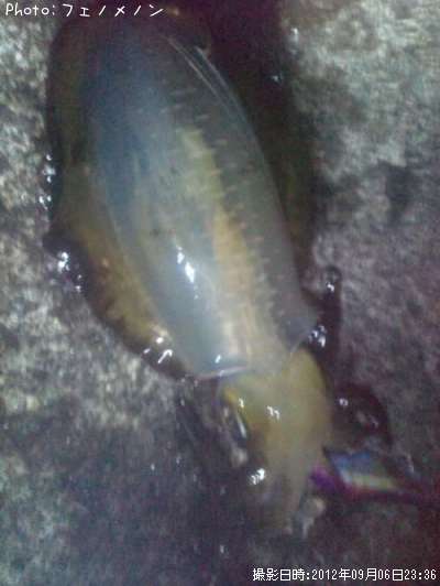 �����ꥤ��