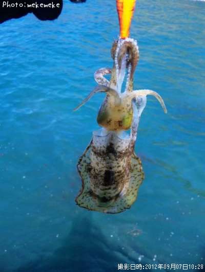 �����ꥤ��