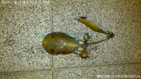 �����ꥤ��