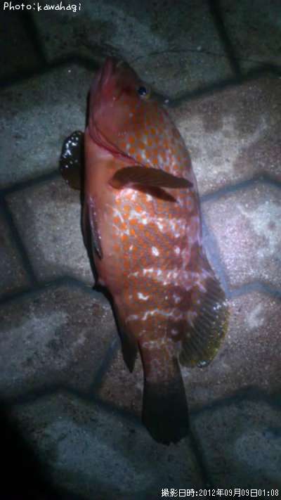 �����ϥ�