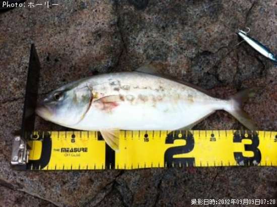 ����ѥ���