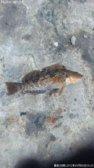 �����ʥ�