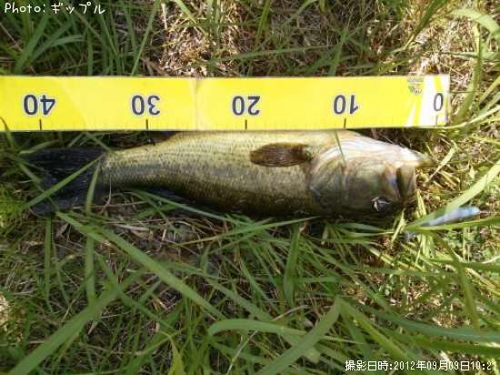 �֥�å��Х�