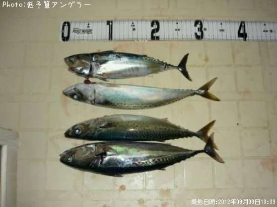 ���С����������ĥ�