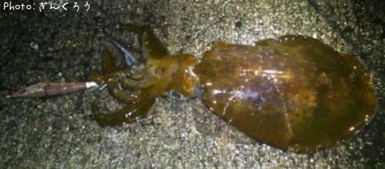 �����ꥤ��