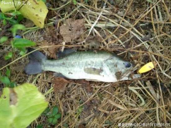 �֥�å��Х�