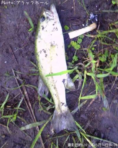 �֥�å��Х�