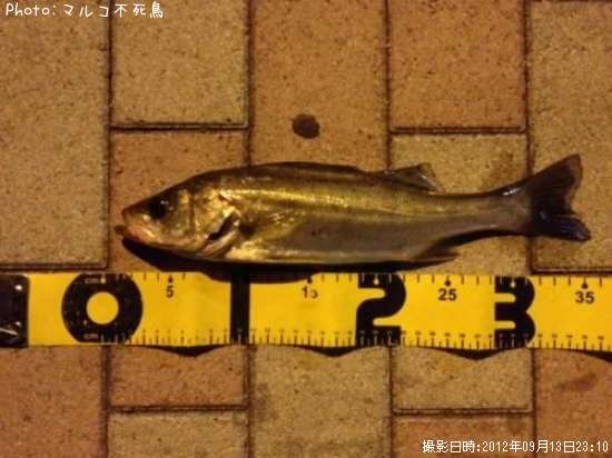 �����Х�