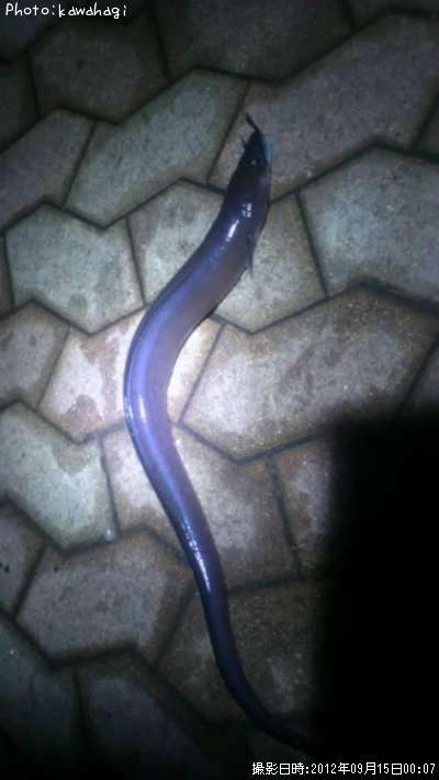 �������ʥ�