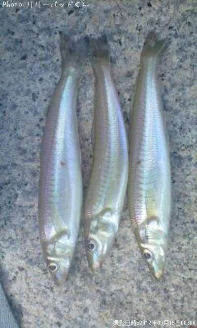 �ѡ���ԥ󥯤ε��ؿ�