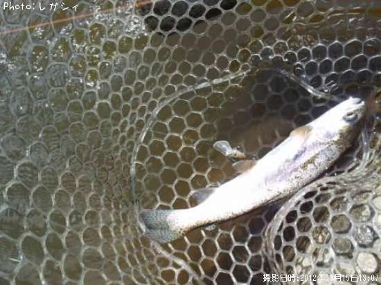 �쥤��ܡ��ȥ饦��