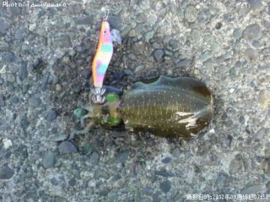 �����ꥤ��