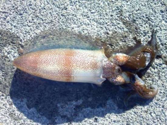 �����ꥤ��