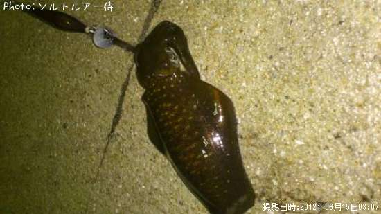 �����ꥤ��