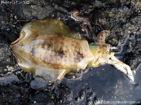 �����ꥤ��