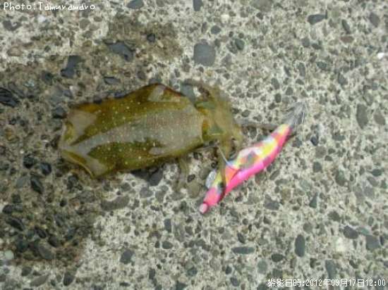 �����ꥤ��