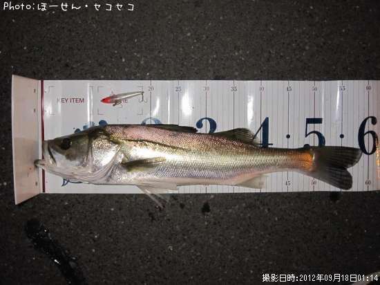 �����Х�