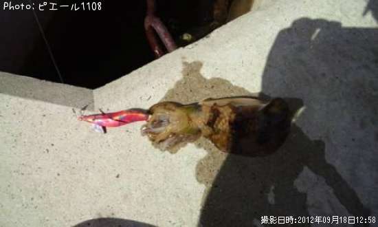 �����ꥤ��